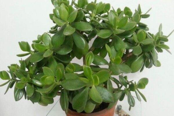 玉樹葉子發(fā)黃的處理方法，四種原因以及處理方法