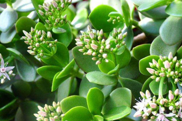 玉樹怎么修剪，不同時期修剪側(cè)重不同