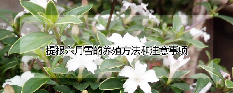 提根六月雪的養(yǎng)殖方法和注意事項
