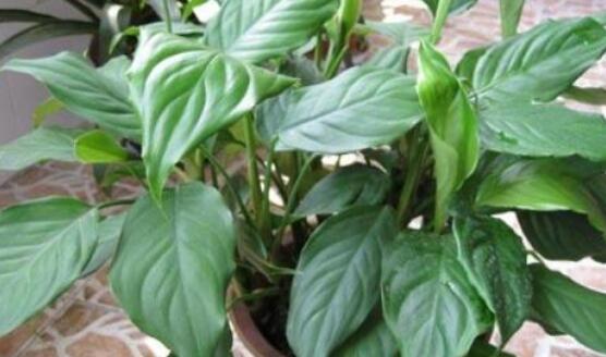 萬(wàn)年青開花代表什么，富貴吉祥,健康長(zhǎng)壽