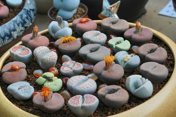 生石花怎么施肥，生石花施肥四大要點介紹