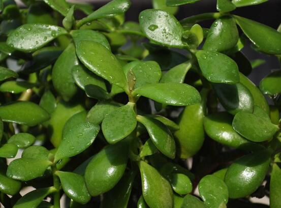 玉樹常見的病蟲害防治，教你四種辦法簡單學(xué)會(huì)