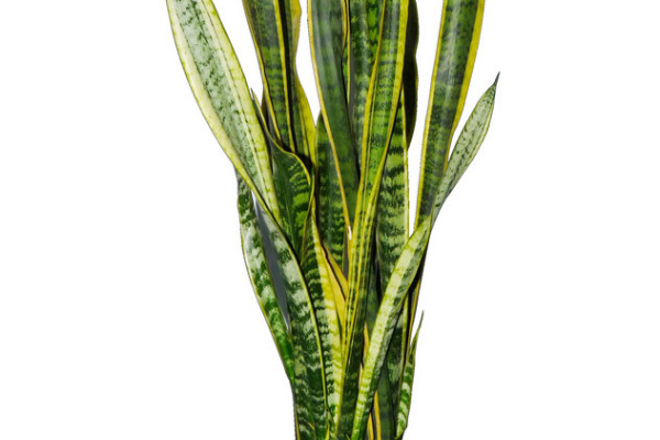 虎皮蘭葉片缺水的信號(hào)