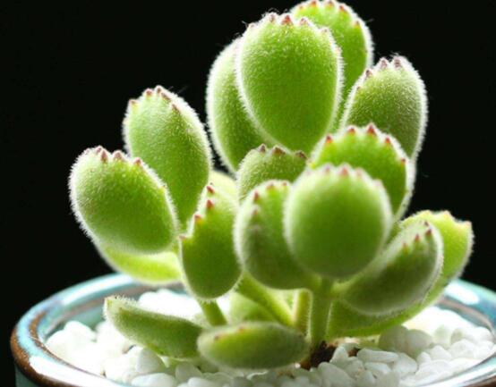 熊童子開花寓意，一片生機(jī)勃勃的綠色景象(美好寓意)