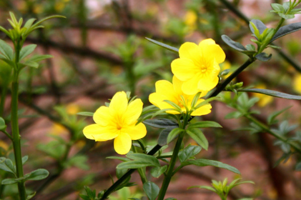 迎春哪個(gè)品種開花時(shí)間長