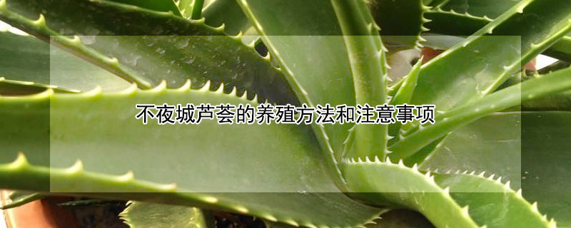 不夜城蘆薈的養(yǎng)殖方法和注意事項