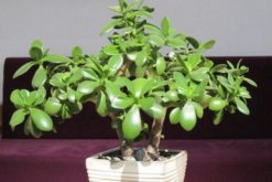 燕子掌移栽要澆水嗎，根據(jù)土壤的干濕度判斷是否要澆水