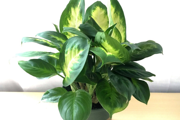 粉黛萬(wàn)年青怎么換盆