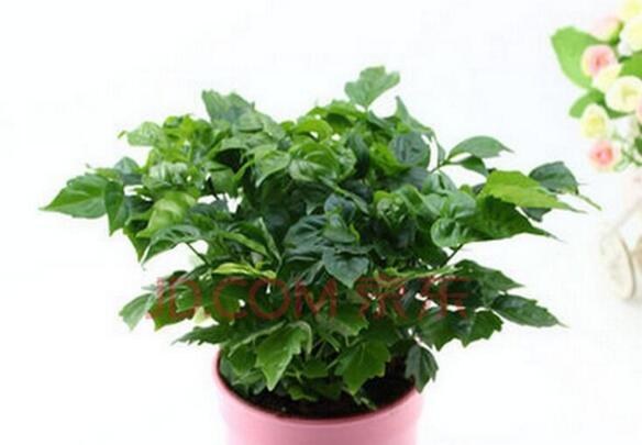 幸福樹的葉子全蔫了，從4個方面解決出現(xiàn)的問題