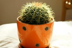 仙人球和仙人掌的區(qū)別，它們只是外觀不同而已