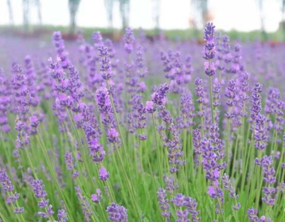 薰衣草與鼠尾草的區(qū)別，教你四種方法可變成火眼金睛