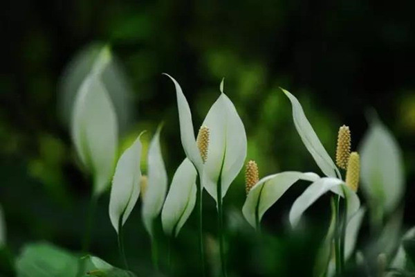 一帆風(fēng)順葉尖發(fā)黃干枯怎么辦，及時(shí)提供光照補(bǔ)充水分