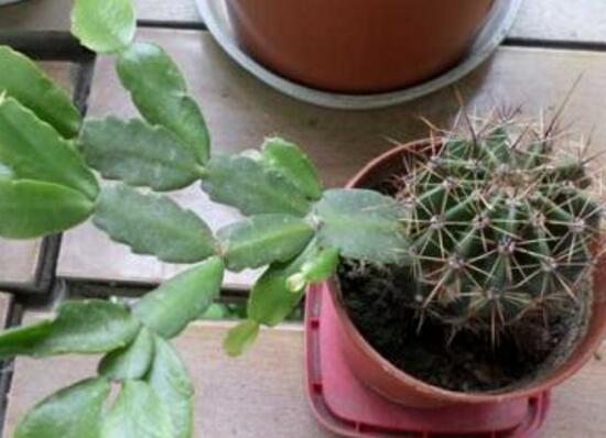 仙人球怎么繁殖，仙人球的扦插方法