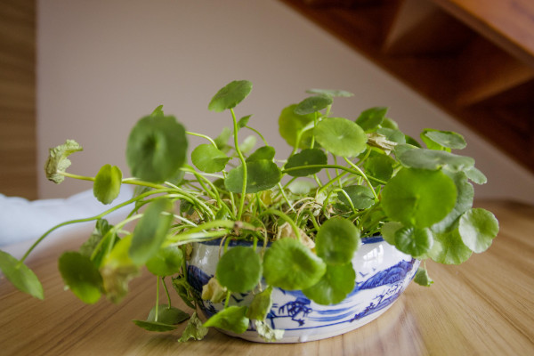 銅錢草種子怎么水培，先催根出苗后再移到水培環(huán)境中