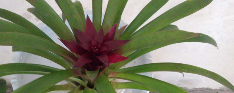 鴻運(yùn)當(dāng)頭什么時(shí)候分栽