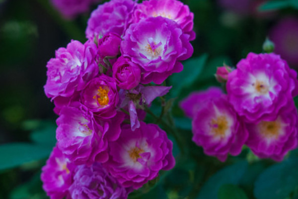 藤本月季和薔薇哪個好養(yǎng)