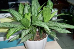 萬年青盆栽怎么養(yǎng)，盆栽萬年青的養(yǎng)殖方法