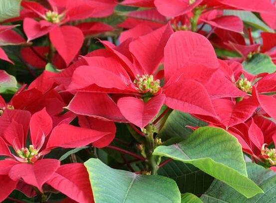 一品紅多久澆一次水，不同季節(jié)不同澆水量(澆則澆透)