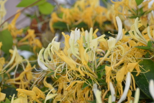 金銀花和菊花的區(qū)別