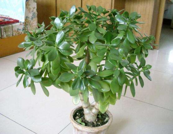 燕子掌用大盆還是小盆，大株用大一號盆/小株用小一號盆