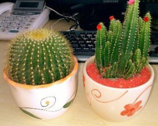 小仙人球的養(yǎng)殖方法和注意事項(xiàng)，老農(nóng)詳解七大最有效養(yǎng)殖方法