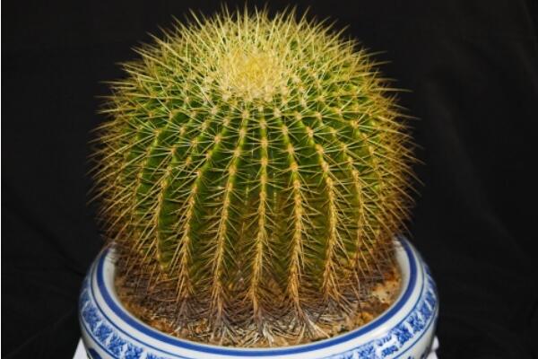 仙人球能放在臥室嗎，帶刺的植物不宜放臥室/放陽(yáng)臺(tái)或者辦公室較好