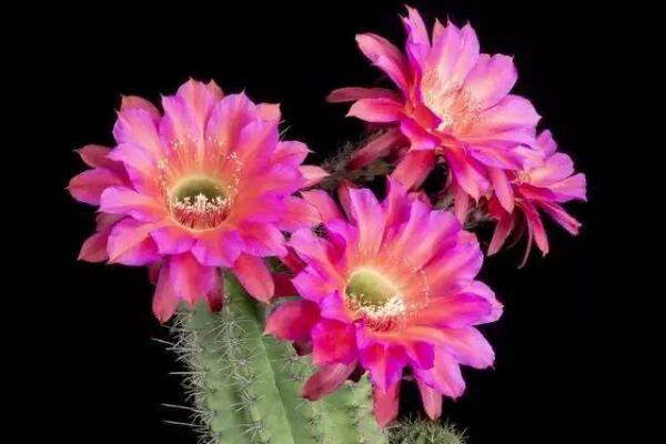 仙人球什么季節(jié)開花，夏季是仙人球的盛花期