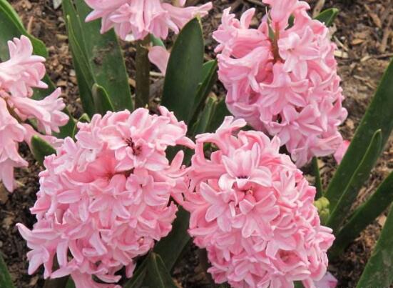 風(fēng)信子夏季怎么處理，養(yǎng)護(hù)球莖/置于陰涼通風(fēng)位置