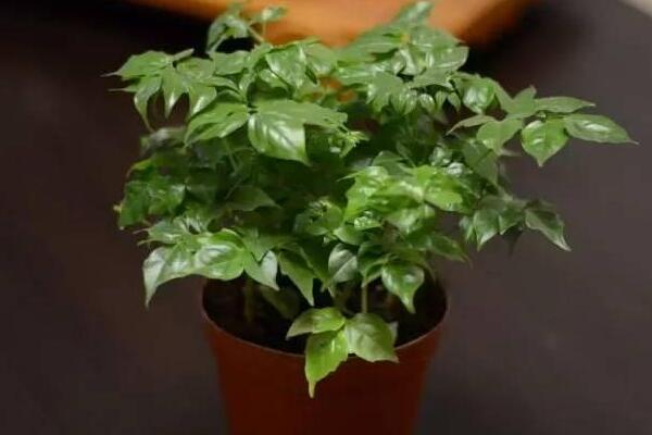 幸福樹上有白色絮狀物怎么辦，可能是感染了白粉病