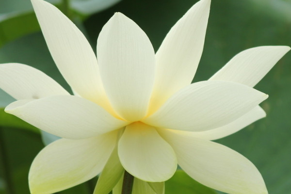 荷花養(yǎng)殖要幾個(gè)小時(shí)光照