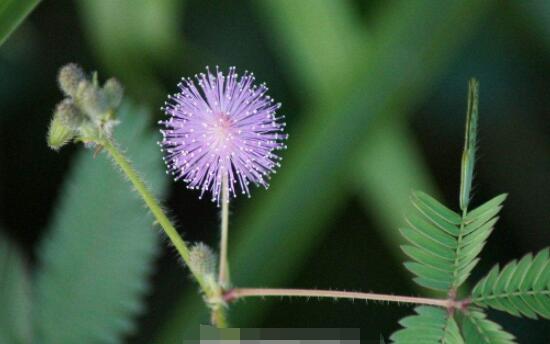 含羞草蔫了怎么辦，教你三種最直觀有效解決方法