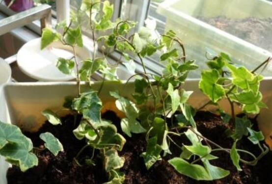 常春藤怎么扦插，做好六大要點(diǎn)存活率百分百