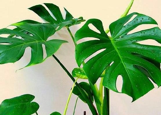 龜背竹的修剪方法圖解，主要以整株、枝頂、整修修剪為主