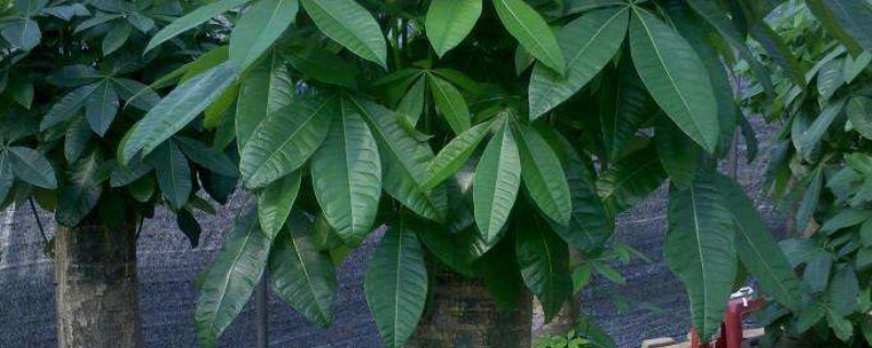 發(fā)財(cái)樹怎么移栽