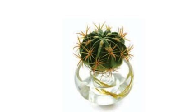 水培仙人球怎么養(yǎng)，教你六個(gè)最好步驟快速生根(7天)