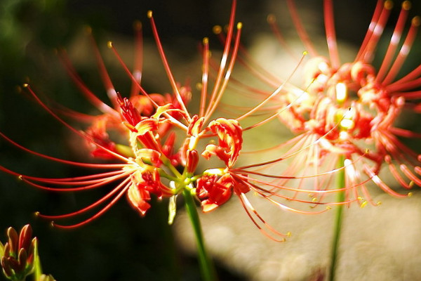 彼岸花與忽地笑的區(qū)別