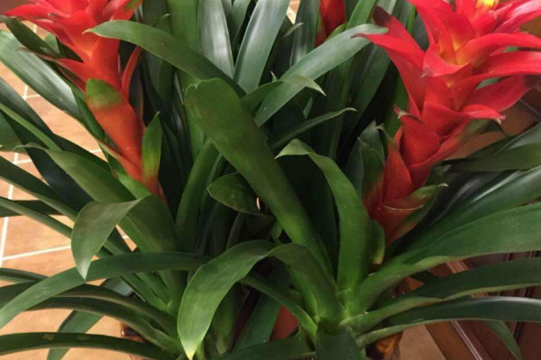 鴻運(yùn)當(dāng)頭怎么生根