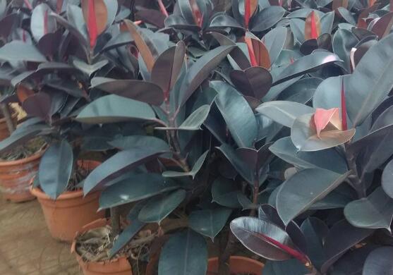 橡皮樹怎么換盆，教你四個簡單易學(xué)的方法