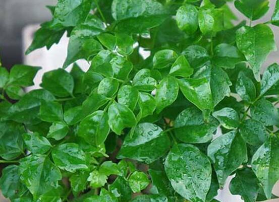 幸福樹的養(yǎng)殖方法，老農(nóng)教你八大基本養(yǎng)殖方法