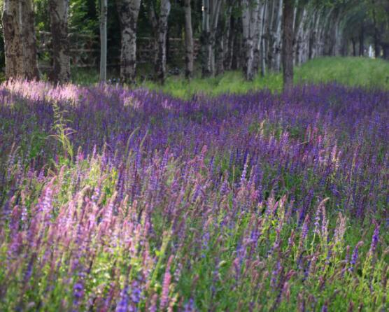 薰衣草與鼠尾草的區(qū)別，教你四種方法可變成火眼金睛