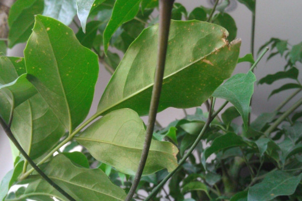 幸福樹葉子耷拉怎么辦，增光/通風/控溫/殺蟲除菌