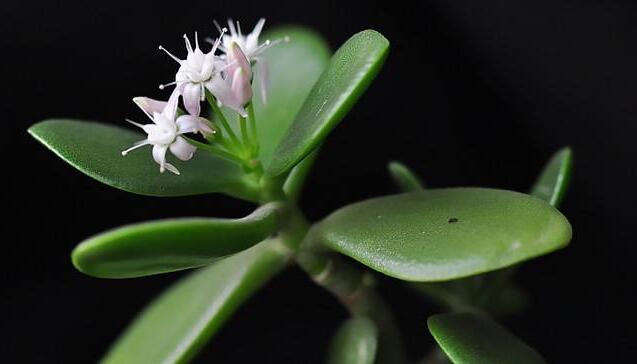 燕子掌植物怎么養(yǎng)，適宜的土壤和水份最關(guān)鍵