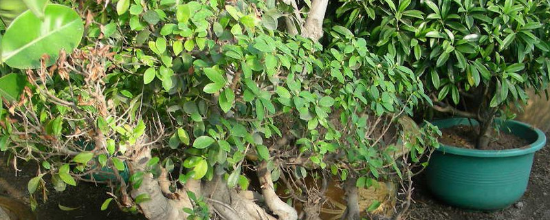 盆栽榕樹(shù)怎么移植