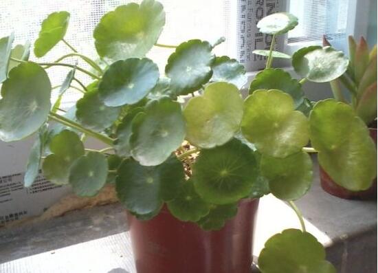 銅錢草葉子邊緣干枯，銅錢草葉子發(fā)黃怎么辦