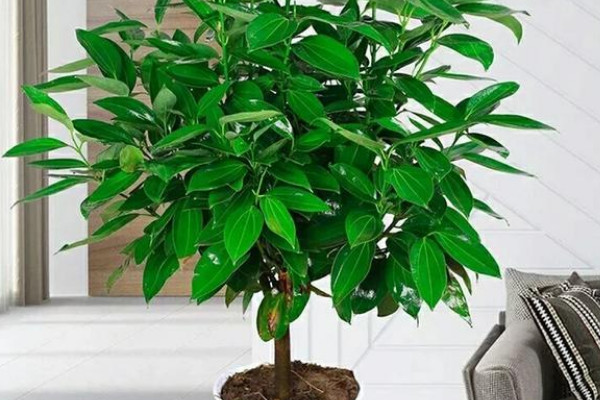 平安樹(shù)掉葉子是怎么回事