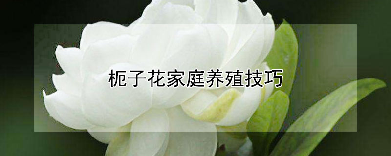 枙子花家庭養(yǎng)殖技巧