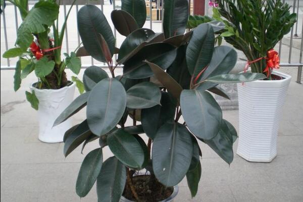 橡皮樹寓意是什么，招財(cái)旺運(yùn)、吉祥如意