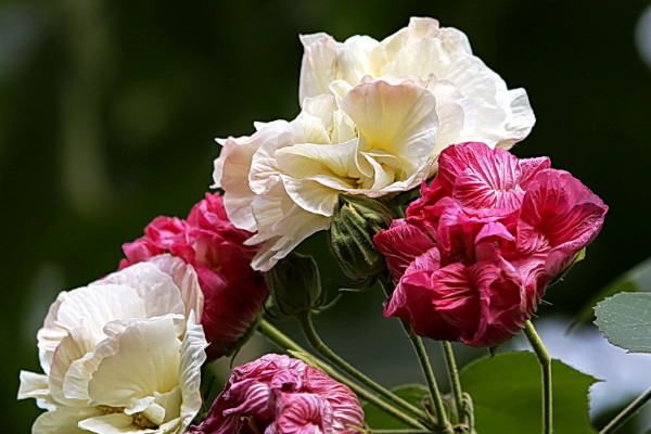 芙蓉花春天會發(fā)芽嗎