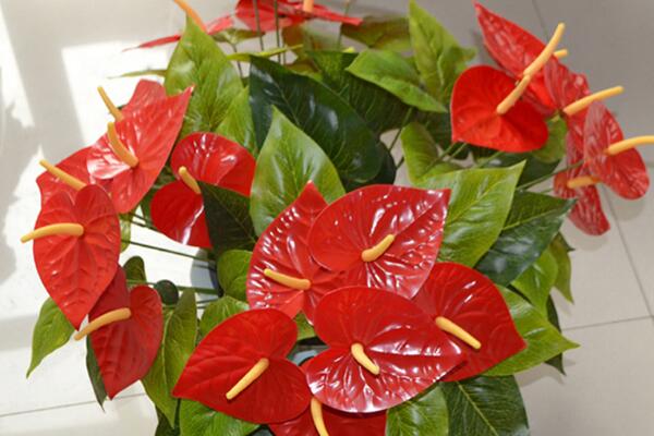 紅掌的花語是什么，代表了熱情、大展宏圖