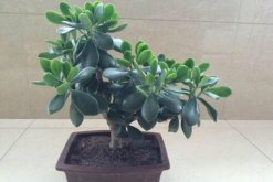 燕子掌葉子可以噴水嗎，不建議噴水可用濕毛巾擦拭葉片